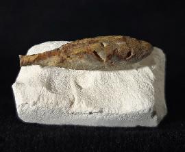 Sonstige - Seeigel - Stachel eines Tylocidaris baltica (SCHLÜTER 1892)